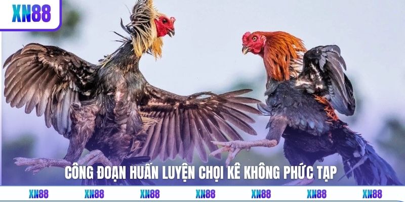 Công đoạn huấn luyện chọi kê không phức tạp