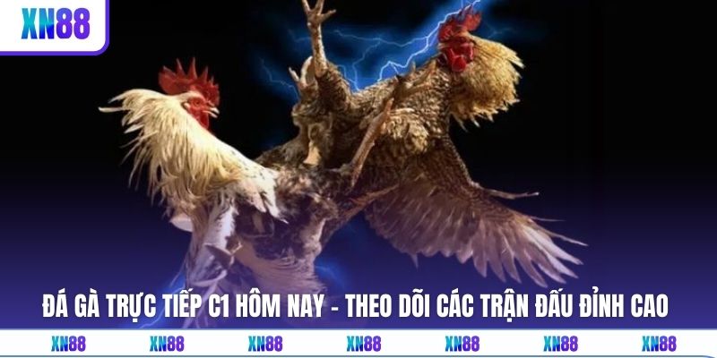 Đá Gà Trực Tiếp C1 Hôm Nay - Theo Dõi Các Trận Đấu Đỉnh Cao
