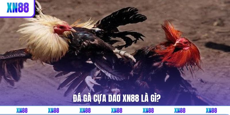 Giới thiệu về loại hình đá gà cựa dao tại XN88